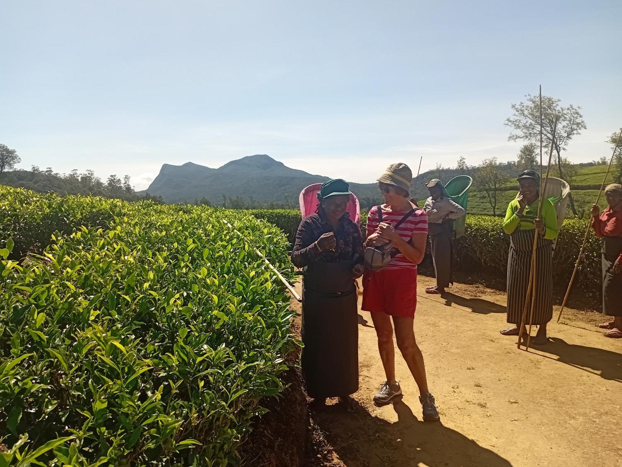 Serenity Heights Nuwara Eliya Dış mekan fotoğraf
